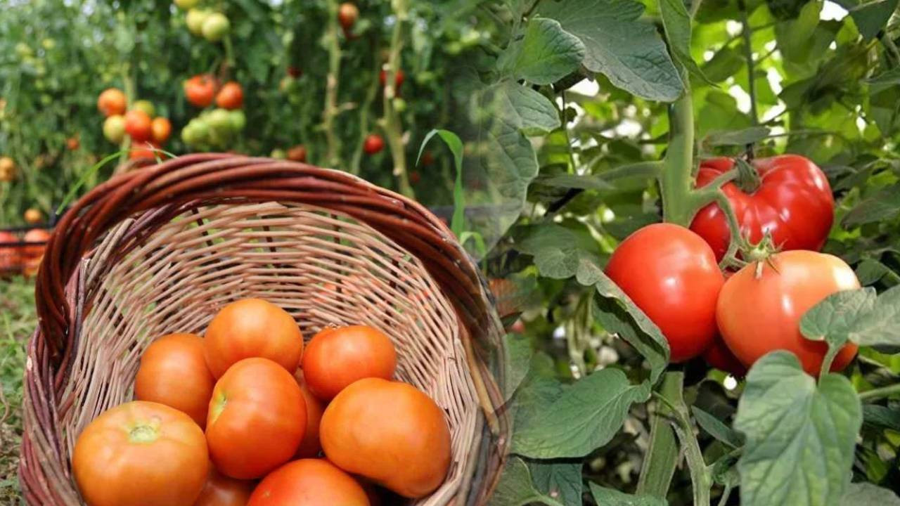 Domates hasadi icin koylerinden kilometrelerce uzaga gidiyorlar sebebini duyan inanamiyor GpH7GNrz